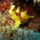 Sooo klein und schon ein Frogfish