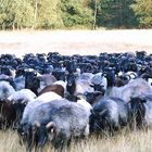 sooo viele schwarze Köpfe....