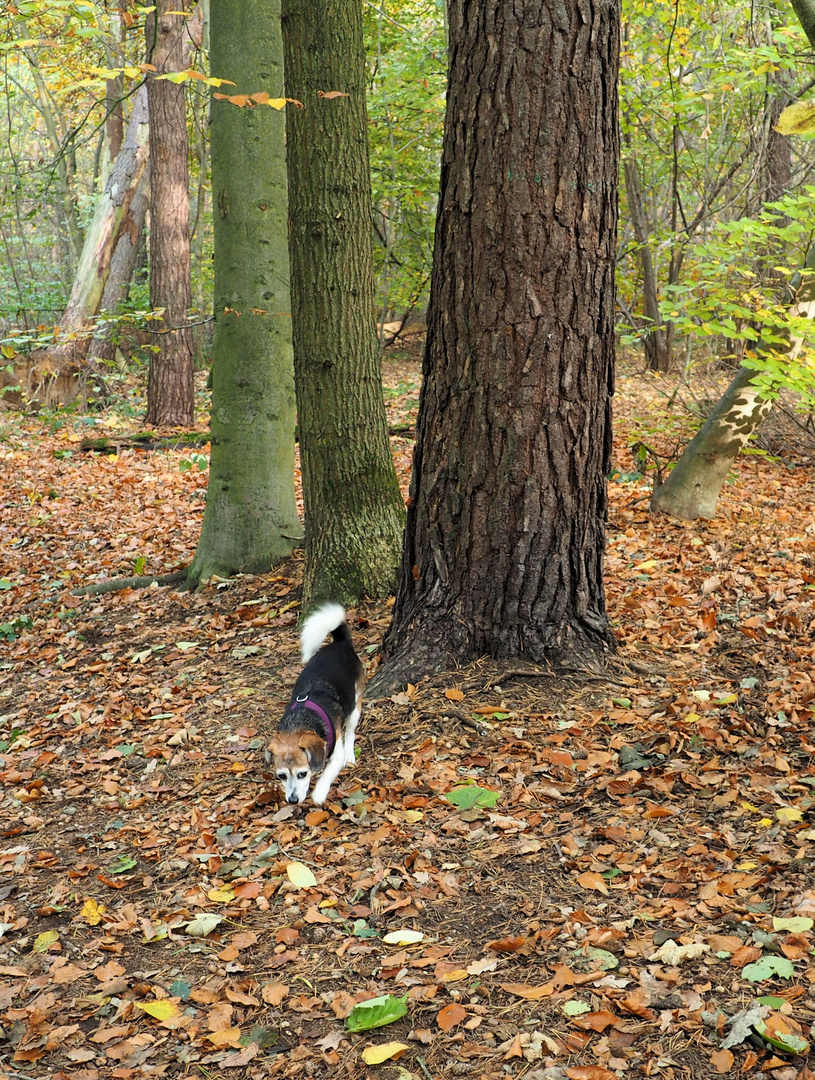 Soooo noch ein Herbstbild bevor der Sommer kommt ;) 