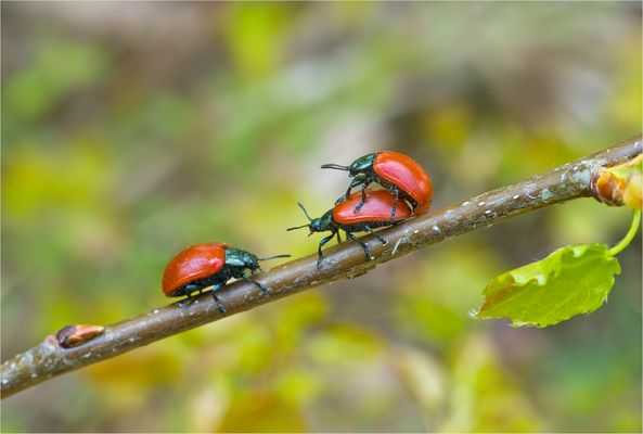 Soooon Mist, überall Gegenverkehr.....
