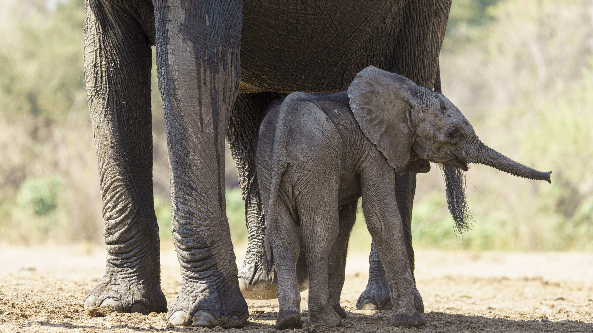 Sooooo lang ist meine Nase, 2019.09.19. - Mana Pools NP, Kavinga Camp