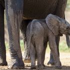 Sooooo lang ist meine Nase, 2019.09.19. - Mana Pools NP, Kavinga Camp