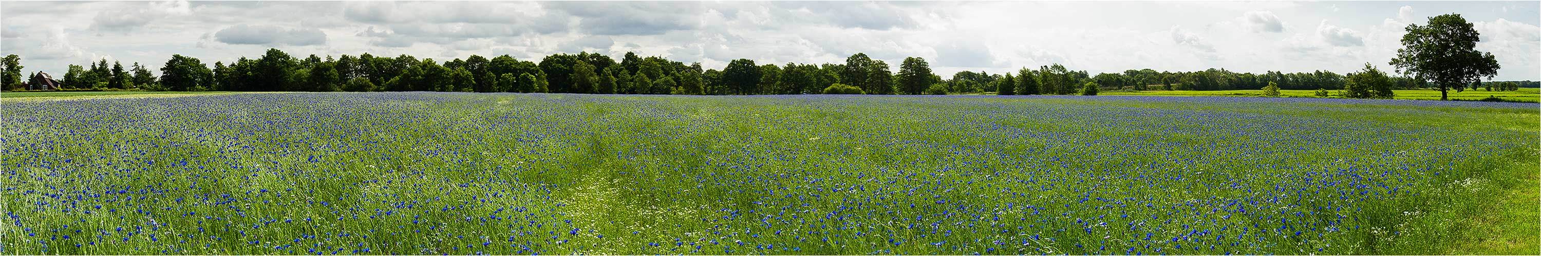 sooooo viele kornblumen