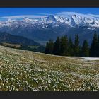 Sooooooo viele Blümchen... (180° Pano)