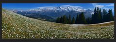 Sooooooo viele Blümchen... (180° Pano)