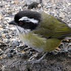 Sooty-capped Bush-tanager