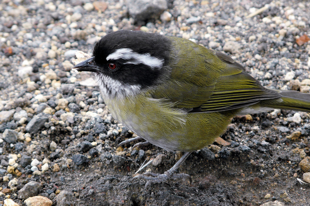 Sooty-capped Bush-tanager