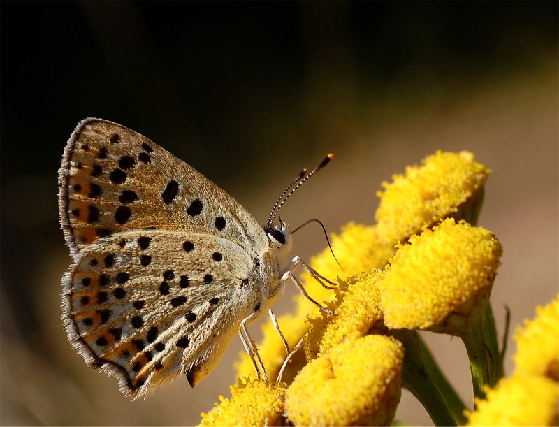 Sooty copper, Lycaena tityrus