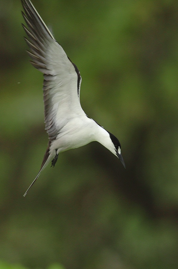 Sooty Tern