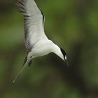 Sooty Tern