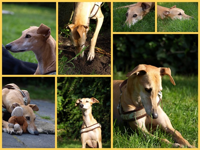 Sophia (Galgo Espanol)