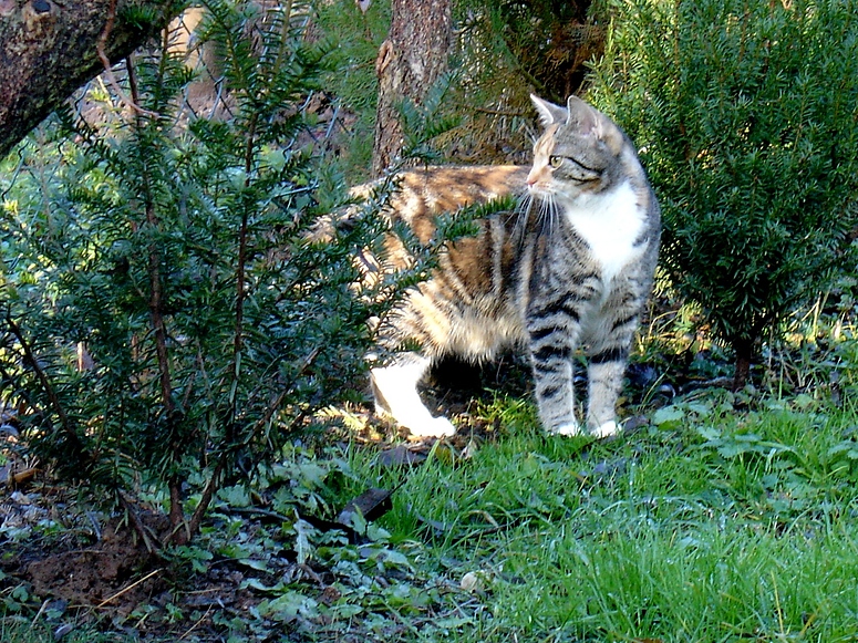 Sophie auf Revierstreife in unserem Garten