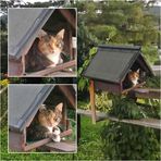 Sophie im Katzenhaus (gesehen durchs Schlafstubenfenster) 