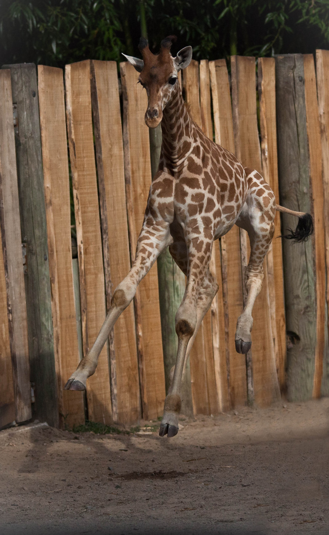 Sophie la girafe volante