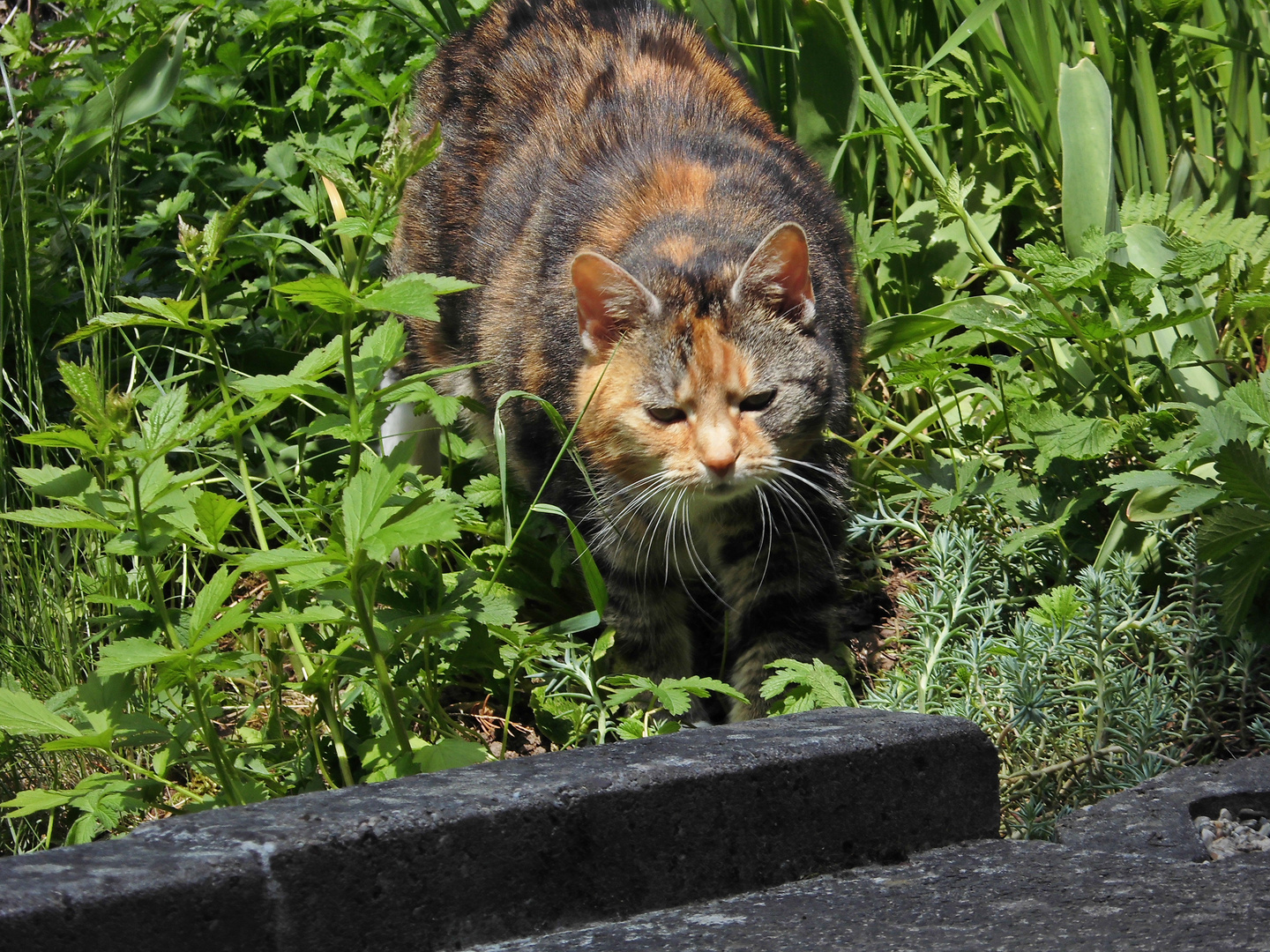 Sophie "Waschbär"