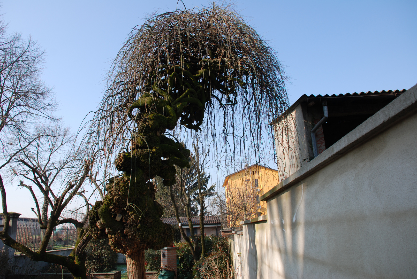 Sophora japonica