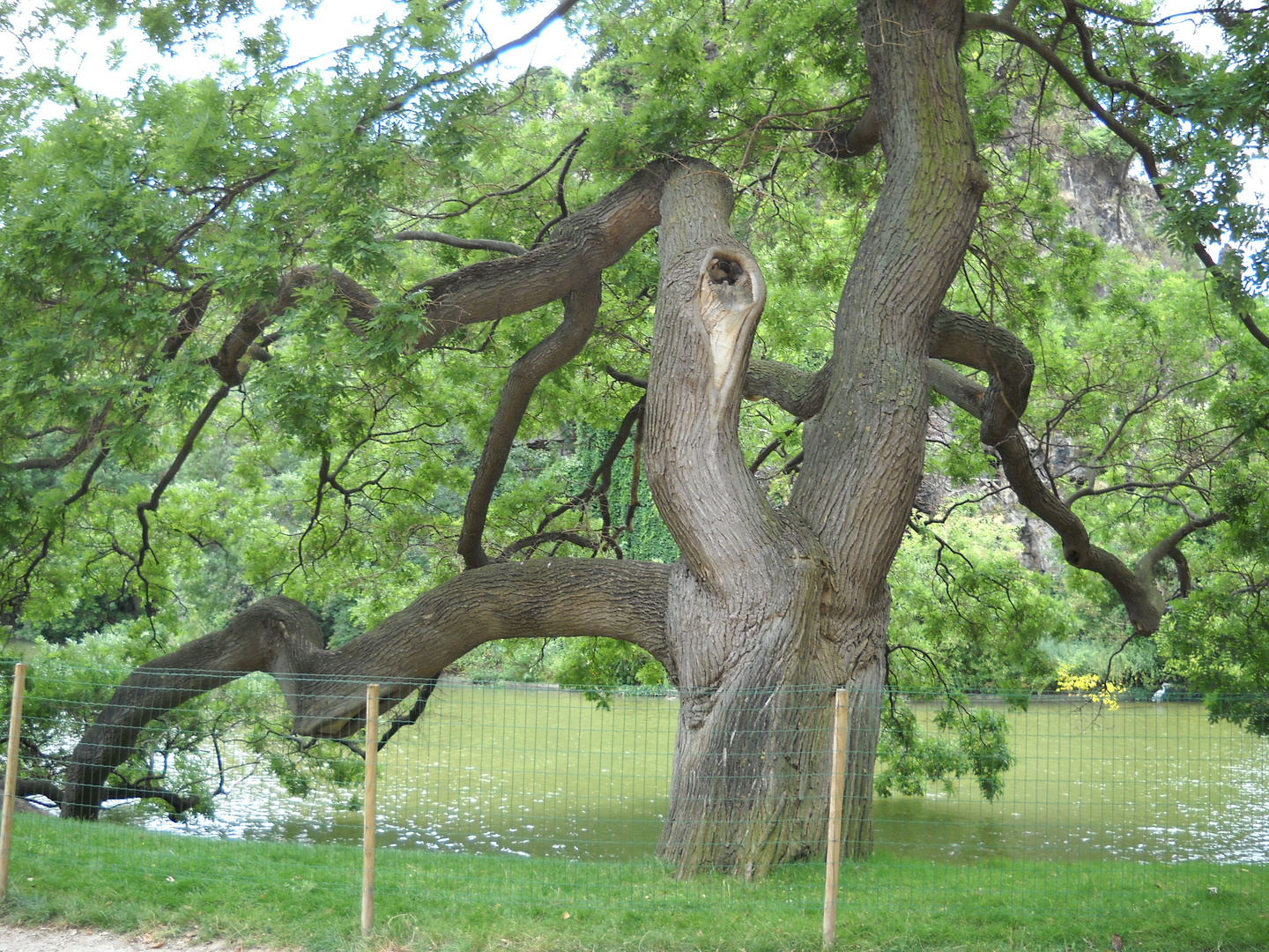 Sophora Japonica au Parc des Buttes Chaumont