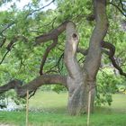 Sophora Japonica au Parc des Buttes Chaumont