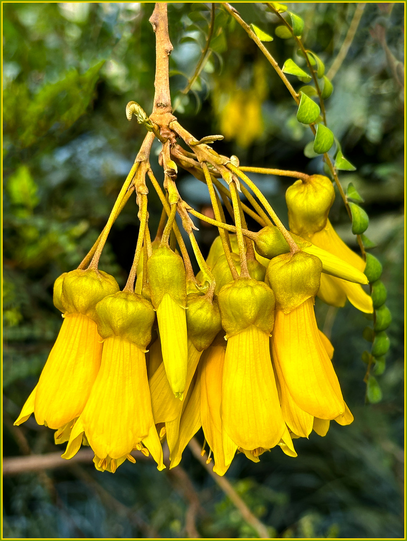 Sophora molloyi