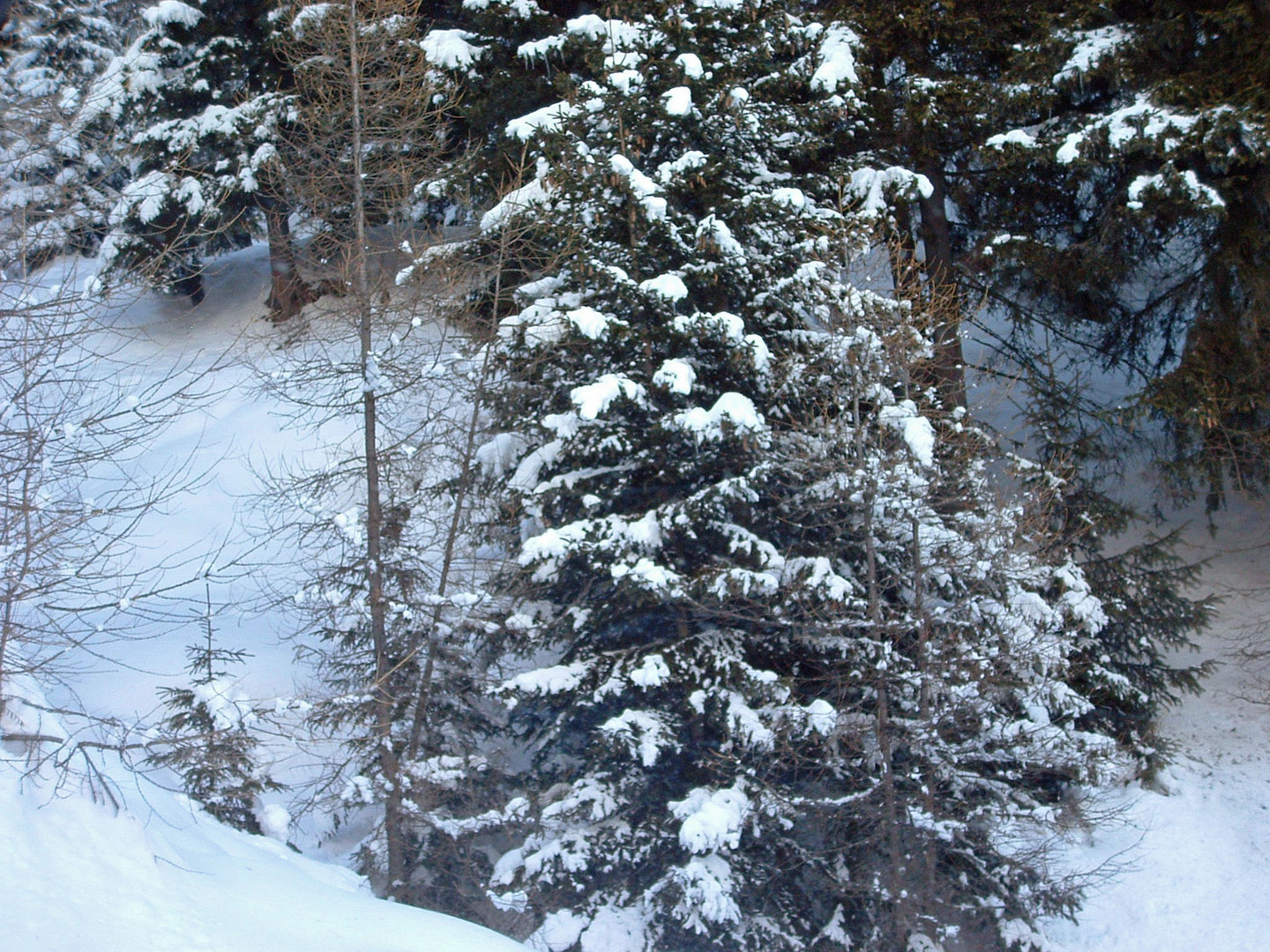 Sopra e sotto la neve