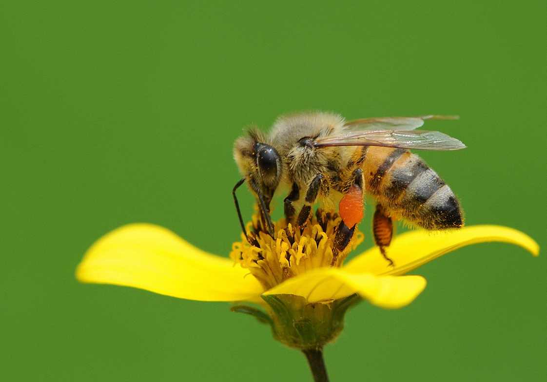 Sopra il fiore