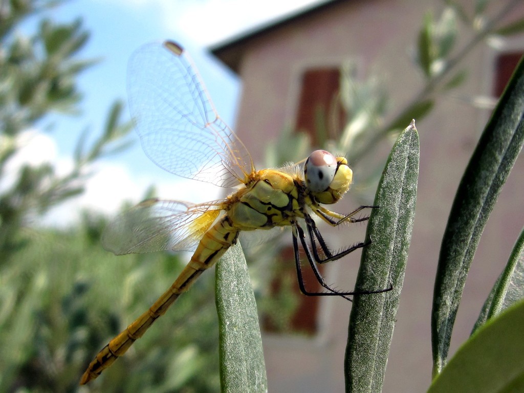 sopra l'ulivo