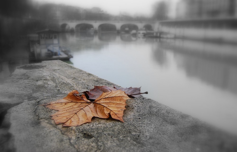 Sopravvissuta all'autunno.