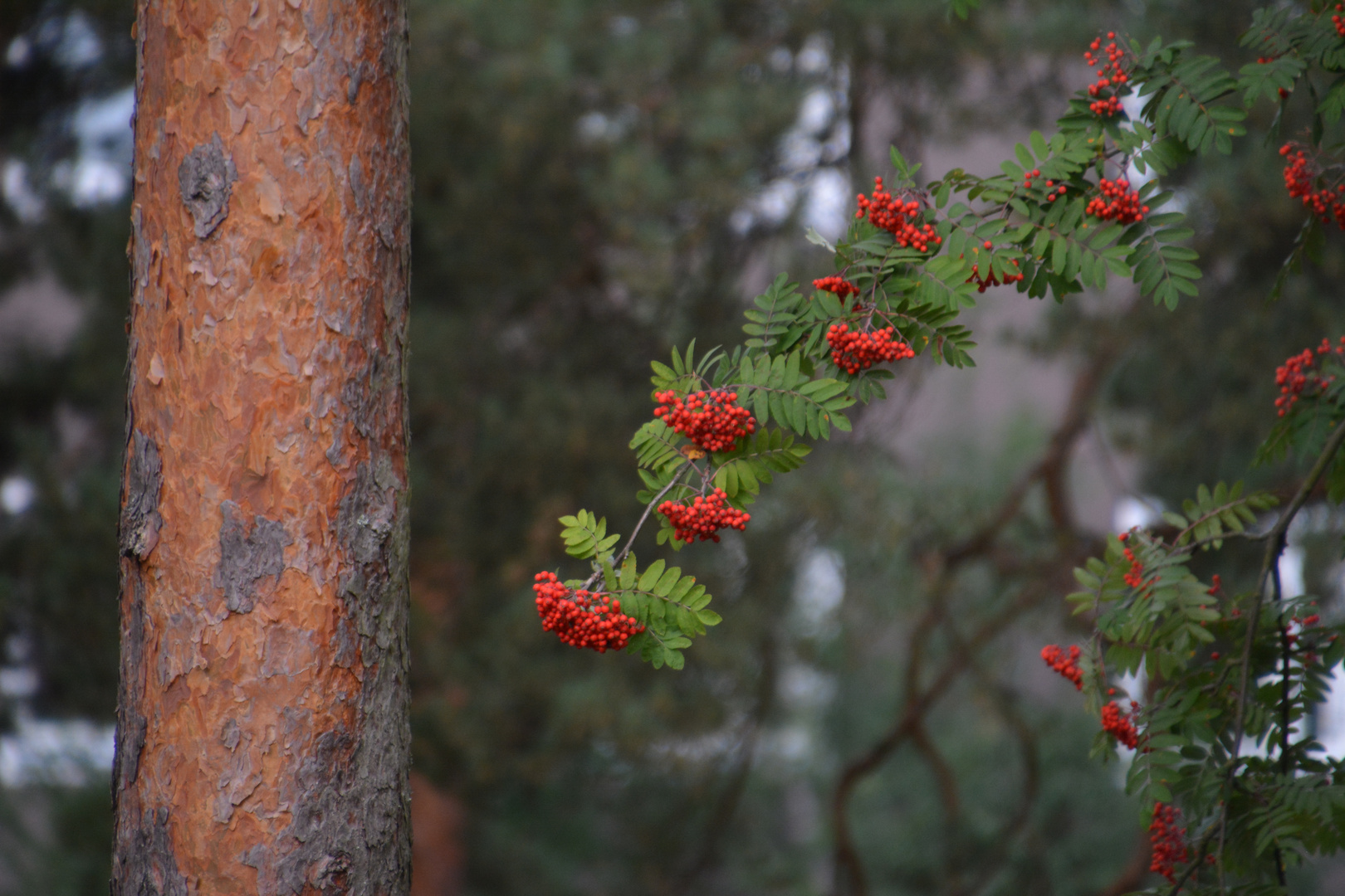 Sorbus