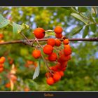 Sorbus