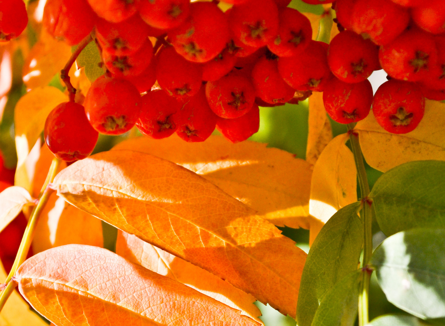 Sorbus del Cazador