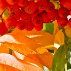 Sorbus del Cazador