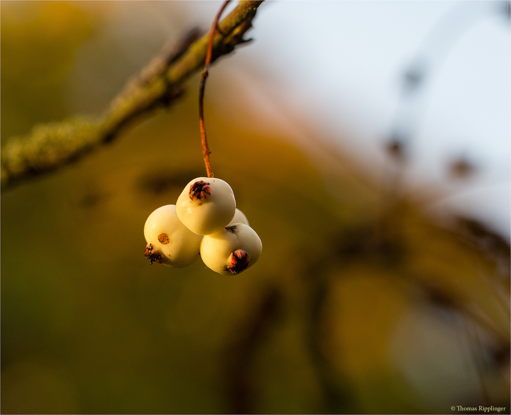 Sorbus koehneana