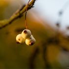 Sorbus koehneana