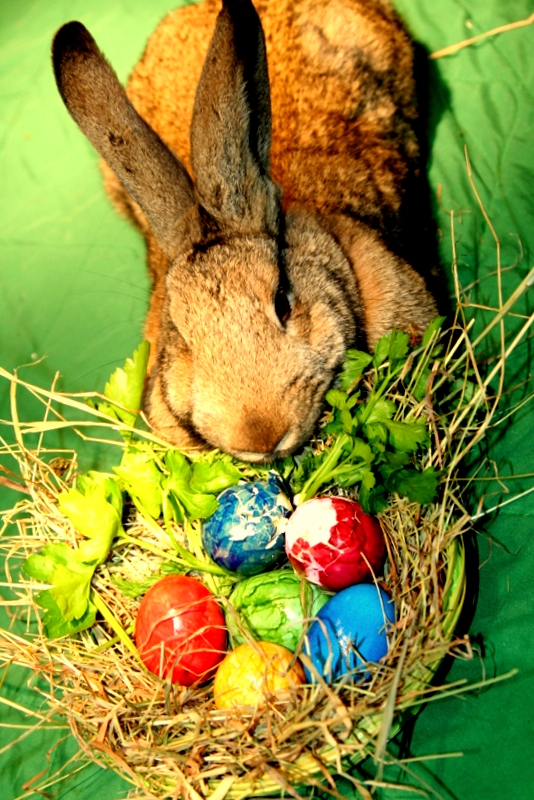 Sorgenfreie Ostern