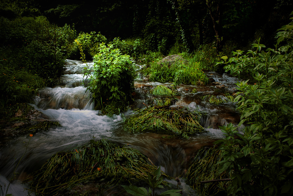 Sorgente nel bosco