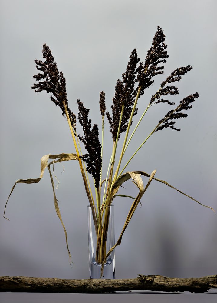 Sorghum-Hirsen-Strauß