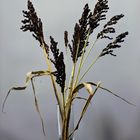 Sorghum-Hirsen-Strauß