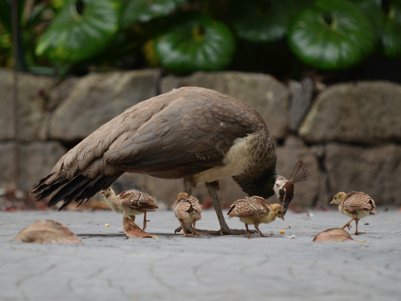 Sorgsame Pfauenmutter,  Caring peacock mother,  Madre pavo real cariñosa,