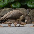 Sorgsame Pfauenmutter,  Caring peacock mother,  Madre pavo real cariñosa,