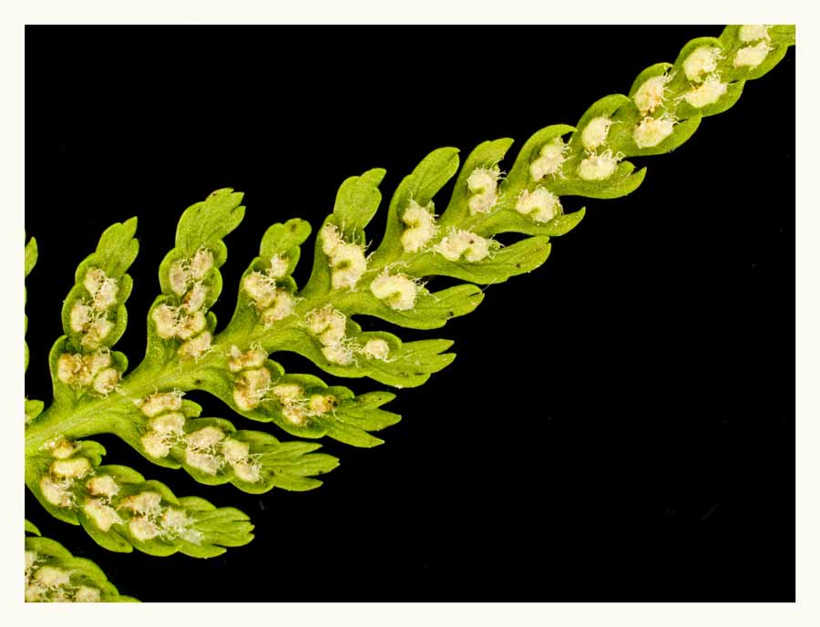 Sori Foto & Bild pflanzen, pilze & flechten, moose & farne, natur