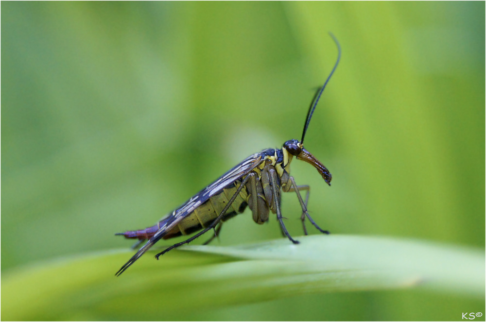 Sorpionsfliege (weiblich)