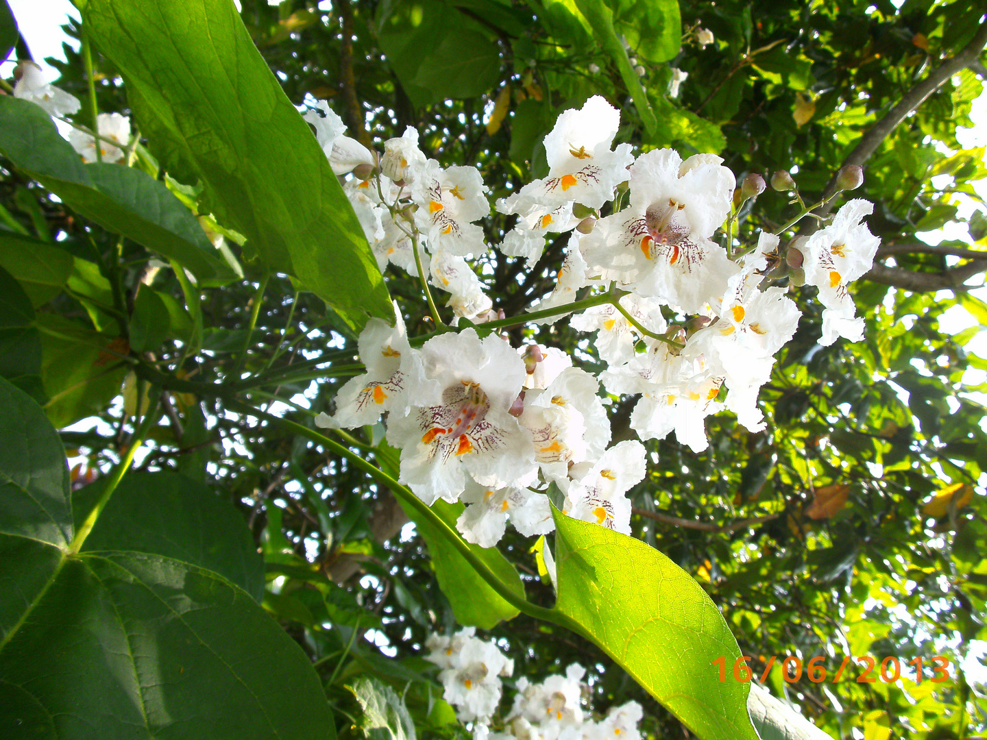 Sorpresa dentro ai fiori .... magici colori . sogniamo?