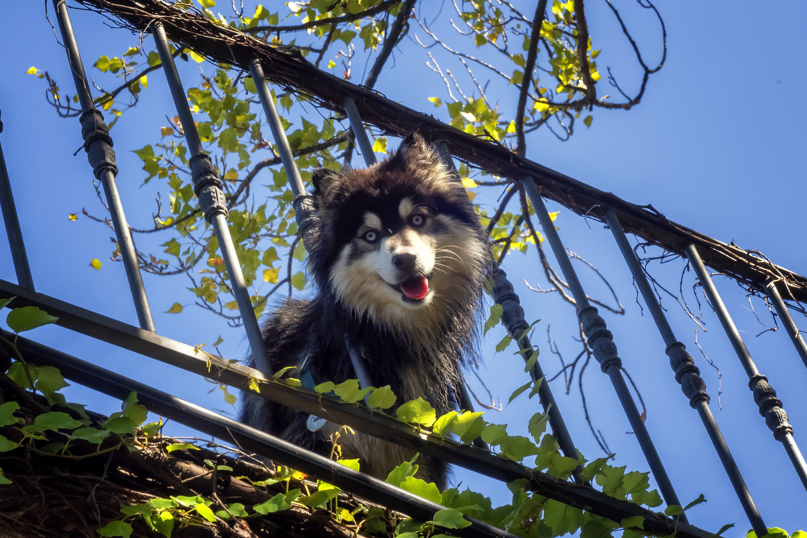 Sorriso canino