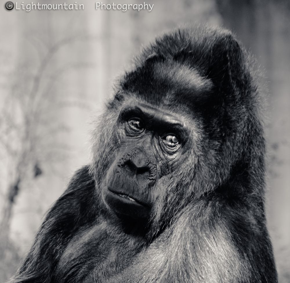 sorrowful Gorilla