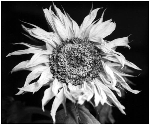 Sorrowful Sunflower