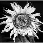 Sorrowful Sunflower