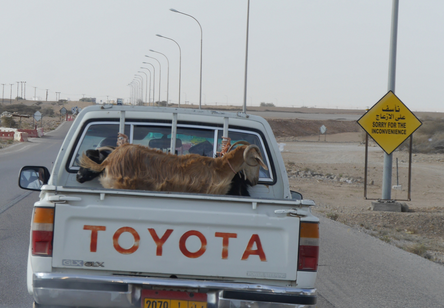 Sorry Goats for the inconvenience - Dhafar Coast Highway (Oman)