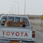 Sorry Goats for the inconvenience - Dhafar Coast Highway (Oman)