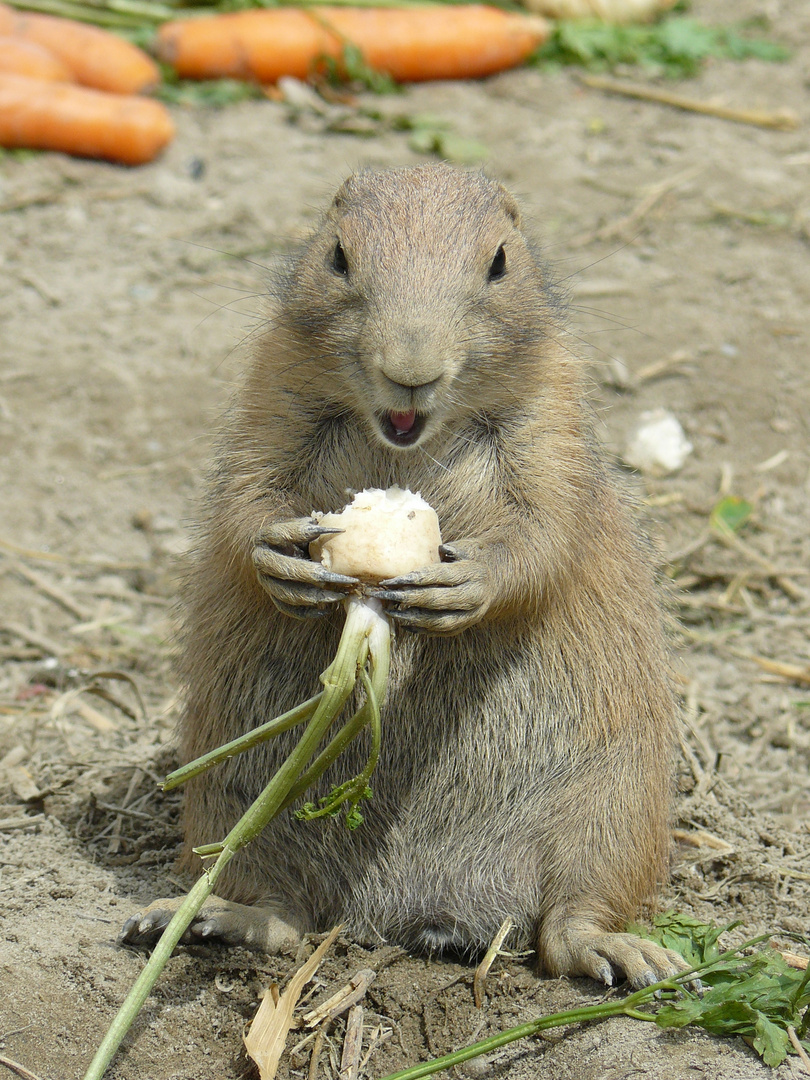 Sorry, it's lunchtime...