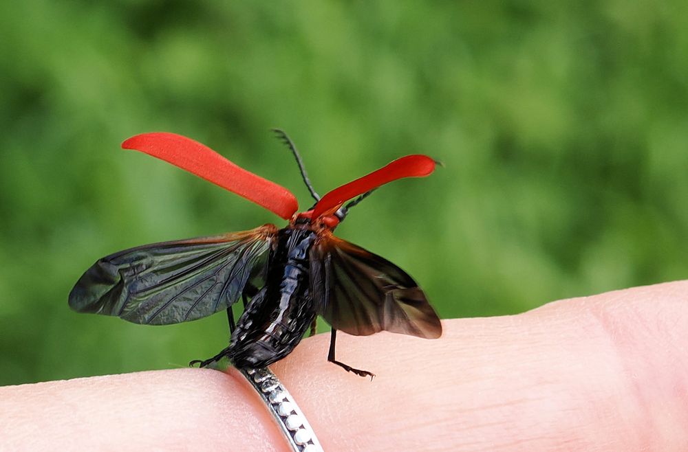 Sorry keine Zeit … Foto & Bild fotos, natur, insekt Bilder auf